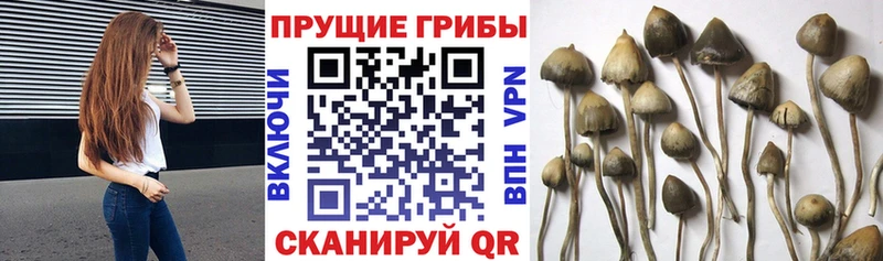 ОМГ ОМГ   Избербаш  Галлюциногенные грибы мухоморы 